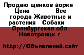 Продаю щенков йорка › Цена ­ 10 000 - Все города Животные и растения » Собаки   . Оренбургская обл.,Новотроицк г.